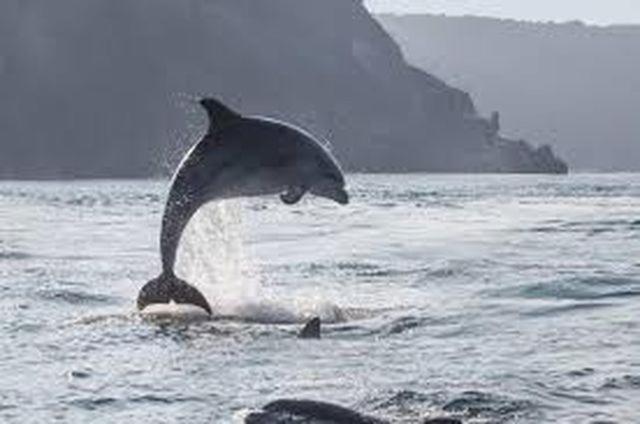 Baie Mt St Michel , Jullouville , Villa Caprice Rdc , 50 M Mer ,7 Pers , Pres Plage Dday Exteriör bild