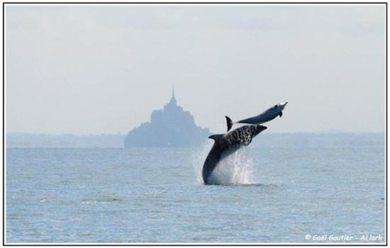 Baie Mt St Michel , Jullouville , Villa Caprice Rdc , 50 M Mer ,7 Pers , Pres Plage Dday Exteriör bild
