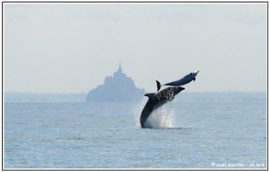 Baie Mt St Michel , Jullouville , Villa Caprice Rdc , 50 M Mer ,7 Pers , Pres Plage Dday Exteriör bild
